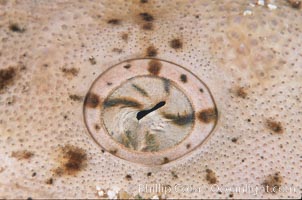 Angel shark eye detail. San Benito Islands (Islas San Benito), Baja California, Mexico, Squatina californica, natural history stock photograph, photo id 04648