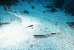 Angel shark, Squatina californica, San Benito Islands (Islas San Benito)