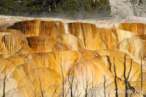 Angel Terrace, Mammoth Hot Springs, Yellowstone National Park, Wyoming