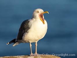 Angry Western Gull, La Jolla, California