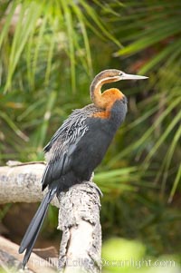 African darter.   Darters are also known as snakebirds because they swim with only their heads and necks out of the water.  A hinge mechanism at the birds eighth neck vertebra enables the bird to strike, snapping up insects on the water and stabbing fish.  A stabbed fish is shaken loose, flipped up in the air and swallowed head first, Anhinga rufa rufa