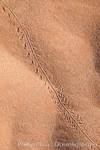 Animal tracks in sand, Valley of Fire State Park