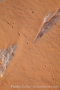 Animal tracks in sand, Valley of Fire State Park