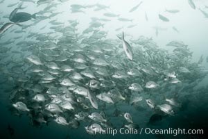 Yellowtail grunt, aka burrito grunt, Anisotremus interruptus, North Seymour Island