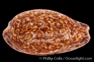 Annette's Cowrie, Cypraea annettae