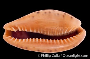 Annette's Cowrie, Cypraea annettae