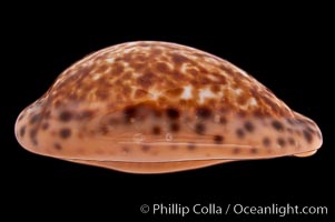 Annette's Cowrie, Cypraea annettae