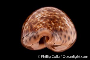 Annette's Cowrie, Cypraea annettae