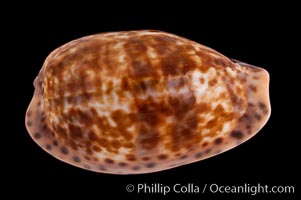 Annette's Cowrie, Cypraea annettae