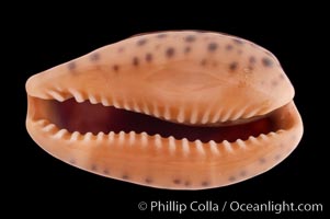 Annette's Cowrie, Cypraea annettae