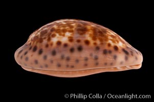 Annette's Cowrie, Cypraea annettae