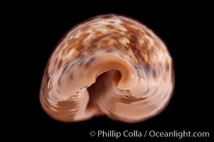 Annette's Cowrie, Cypraea annettae