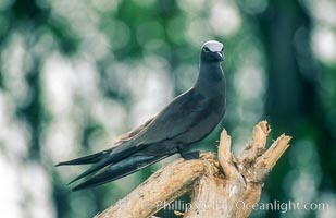 Brown noddy, Anous stolidus, Rose Atoll National Wildlife Sanctuary