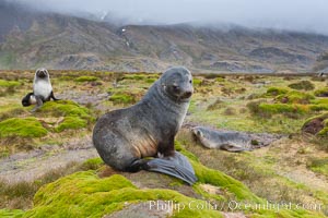 Antarctic fur seal, Arctocephalus gazella