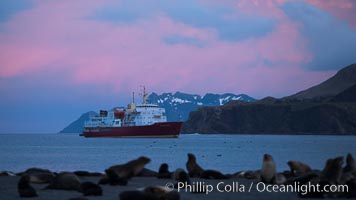 M/V Polar Star, an icebreaker expedition ship, lies at anchor in Right Whale Bay, South Georgia Island.  Antarctic fur seals on the beach, and the rugged South Georgia Island mountains in the distance.  Sunset, dusk, Arctocephalus gazella