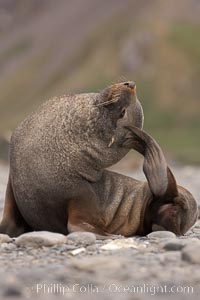 Antarctic fur seal, Arctocephalus gazella, Right Whale Bay