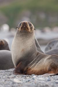 Antarctic fur seal, Arctocephalus gazella, Right Whale Bay