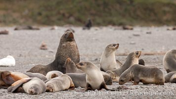 A colony of Antarctic fur seals, with the adult male (bull) in the center of his mating harem of females and juvenile fur seals, Arctocephalus gazella, Right Whale Bay
