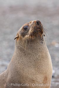 Antarctic fur seal, portrait showing long whiskers and large eyes effective for nocturnal foraging and hunting underwater, Arctocephalus gazella, Right Whale Bay