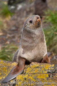 Antarctic fur seal.