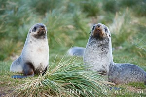 Antarctic fur seals, on tussock grass slopes near Grytviken.