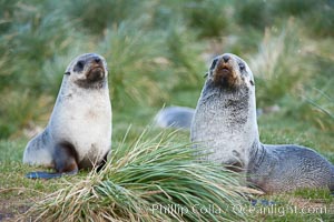 Antarctic fur seals, on tussock grass slopes near Grytviken, Arctocephalus gazella