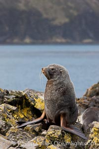 Antarctic fur seal, adult male (bull), Arctocephalus gazella, Hercules Bay