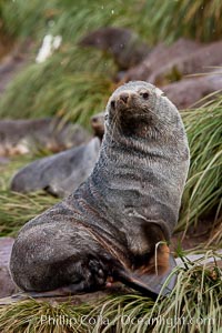 Antarctic fur seal, adult male (bull), Arctocephalus gazella, Hercules Bay