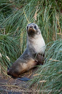 Antarctic fur seal on tussock grass, Arctocephalus gazella, Grytviken