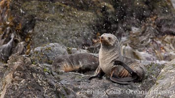 Antarctic fur seal, snowing, on rocky shoreline, Arctocephalus gazella, Hercules Bay