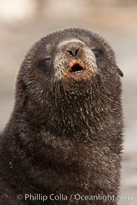 Antarctic fur seal, young pup, juvenile, Arctocephalus gazella, Fortuna Bay