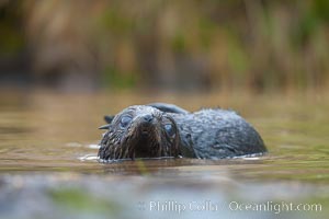 An antarctic fur seal pup plays in the water, Arctocephalus gazella, Fortuna Bay