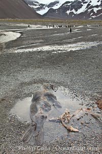 Antarctic fur seal carcass and skeletal remains of giant petrel, lying on pebble beach.  Dead fur seals are quickly scavenged by giant petrels, leaving the pelt and skeleton of the dead fur seal, Arctocephalus gazella, Right Whale Bay