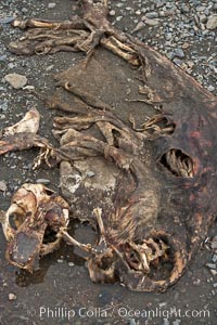 Antarctic fur seal carcass, lying on pebble beach.  Dead fur seals are quickly scavenged by giant petrels, leaving the pelt and skeleton of the dead fur seal, Arctocephalus gazella, Right Whale Bay