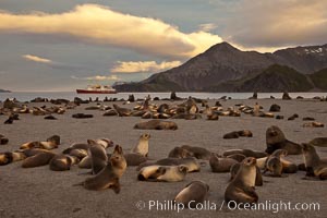 Antarctic fur seal colony, on a sand beach alongside Right Whale Bay, with the mountains of South Georgia Island in the background, sunset.