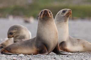 Antarctic fur seal, juveniles or females, Arctocephalus gazella, Right Whale Bay