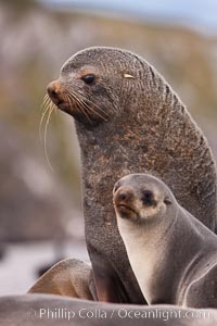 Antarctic fur seals, adult male bull and female, illustrating extreme sexual dimorphism common among pinnipeds (seals, sea lions and fur seals). Right Whale Bay, South Georgia Island, Arctocephalus gazella, natural history stock photograph, photo id 24324