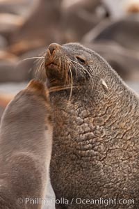 Antarctic fur seal, adult male bull (right) and female (left) confirm their identities via scent, Arctocephalus gazella, Right Whale Bay