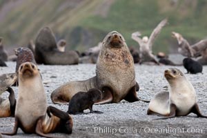 Adult male bull Antarctic fur seal, amid his harem of females and juvenile fur seals, Arctocephalus gazella, Right Whale Bay