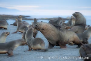 Adult male Antarctic fur seal (bull), chasing down a female in his harem to confirm his dominance, during mating season.