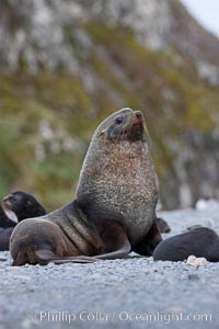 Adult male bull Antarctic fur seal, amid his harem of females and juvenile fur seals, Arctocephalus gazella, Right Whale Bay