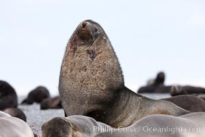 Adult male bull Antarctic fur seal, amid his harem of females and juvenile fur seals, Arctocephalus gazella, Right Whale Bay