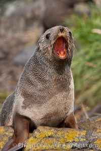 Antarctic fur seal, Arctocephalus gazella, Hercules Bay