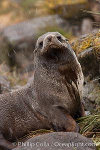 Antarctic fur seal, Arctocephalus gazella, Hercules Bay