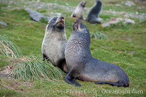 Antarctic fur seals, on tussock grass slopes near Grytviken, Arctocephalus gazella