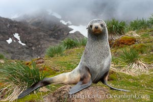 Antarctic fur seal, on grass slopes high above Fortuna Bay, with the cloudy heights of South Georgia Island rising in the background.