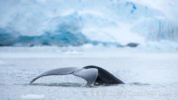Antarctic humpback whale, raising its fluke (tail) before diving, Neko Harbor, Antarctica, Megaptera novaeangliae