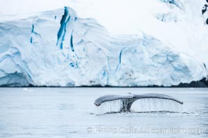 Antarctic humpback whale, raising its fluke (tail) before diving, Neko Harbor, Antarctica, Megaptera novaeangliae