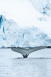 Antarctic humpback whale, raising its fluke (tail) before diving, Neko Harbor, Antarctica, Megaptera novaeangliae