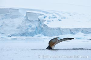 Antarctic humpback whale, raising its fluke (tail) before diving, Neko Harbor, Antarctica, Megaptera novaeangliae